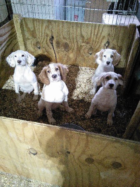 Male pups available 